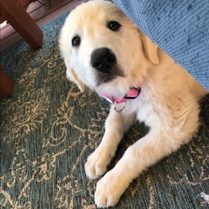 Meet your Posher, Laura